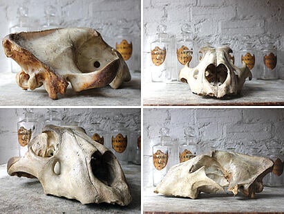 A Good Large Upper Section of a 19thC Male Lion’s Skull